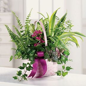 Plants