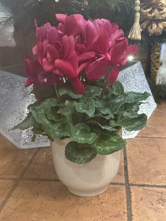 Cyclamen