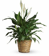 Potted Peace Lily-Large