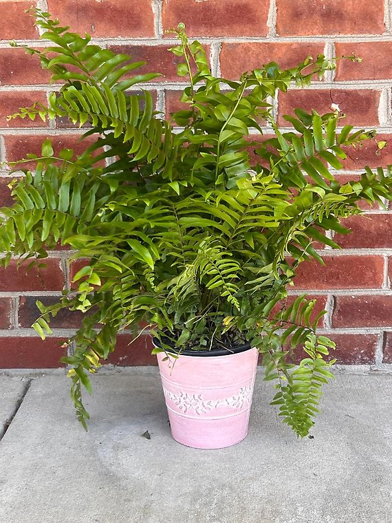 Macho Fern