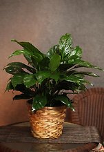 Potted Peace Lily - Small