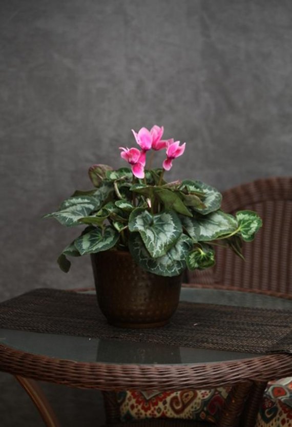 Cyclamen