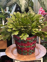 Christmas Cactus