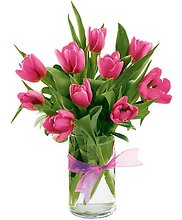 Tulips & Butterflies